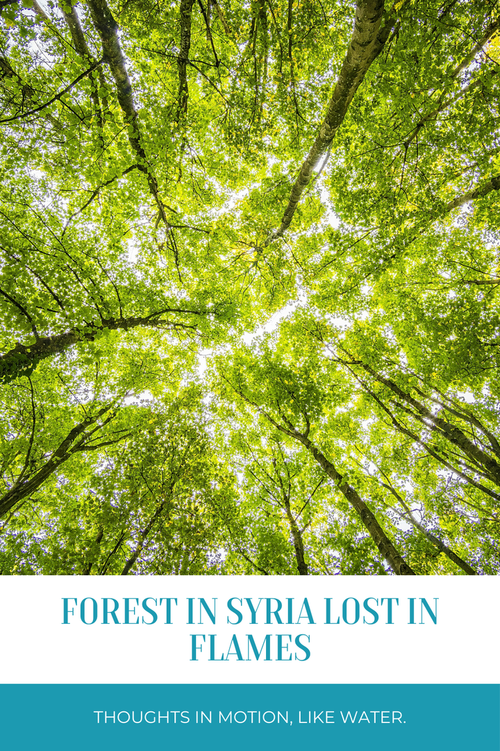 Lost in Flames: Innovations Reshaping Conservation Efforts in the Syrian Forests